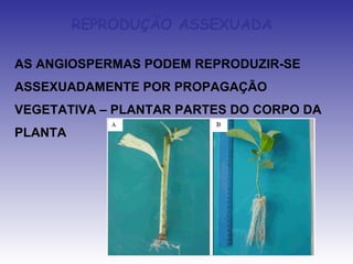 REPRODUÇÃO ASSEXUADA

AS ANGIOSPERMAS PODEM REPRODUZIR-SE
ASSEXUADAMENTE POR PROPAGAÇÃO
VEGETATIVA – PLANTAR PARTES DO CORPO DA
PLANTA
 