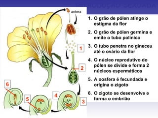REPRODUÇÃO SEXUADA
                 1. O grão de pólen atinge o
                    estigma da flor
                 2. O grão de pólen germina e
                    emite o tubo polínico
                 3. O tubo penetra no gineceu
            1
                    até o ovário da flor
               4. O núcleo reprodutivo do
                  pólen se divide e forma 2
             2    núcleos espermáticos
                 5. A oosfera é fecundada e
6                   origina o zigoto
                 6. O zigoto se desenvolve e
        4
    5               forma o embrião
             3
 