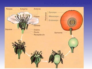 REPRODUÇÃO SEXUADA
 