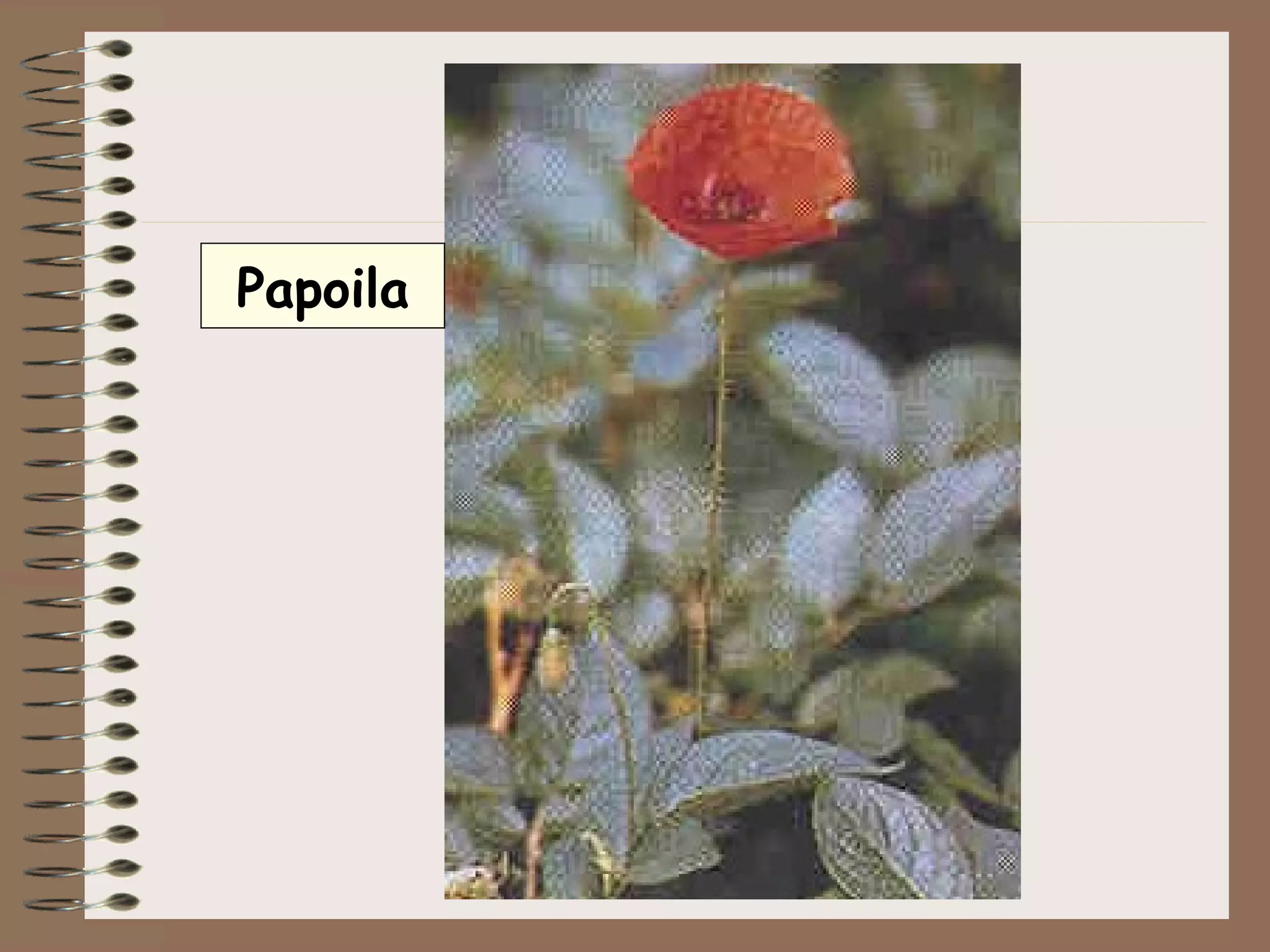 Papoila