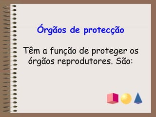 Órgãos de protecção Têm a função de proteger os órgãos reprodutores. São: 