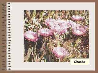 Chorão 