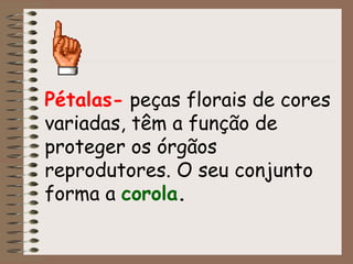 Pétalas-  peças florais de cores variadas, têm a função de proteger os órgãos reprodutores. O seu conjunto forma a  corola . 