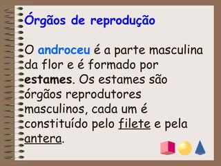 Órgãos de reprodução O  androceu  é a parte masculina da flor e é formado por  estames . Os estames são  órgãos reprodutores masculinos, cada um é constituído pelo  filete  e pela  antera . 