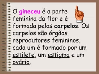 O  gineceu  é a parte feminina da flor e é formada pelos  carpelos . Os carpelos são órgãos reprodutores femininos, cada um é formado por um  estilete , um  estigma  e um  ovário . 