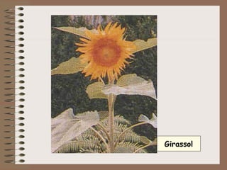 Girassol 