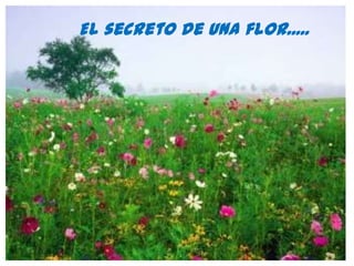 El secreto de una florEl secreto de una flor.....
 