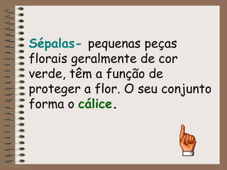 Sépalas- pequenas peças 
florais geralmente de cor 
verde, têm a função de 
proteger a flor. O seu conjunto 
forma o cálice. 
 