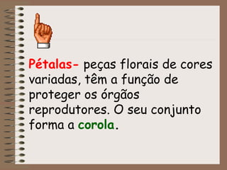 Pétalas- peças florais de cores 
variadas, têm a função de 
proteger os órgãos 
reprodutores. O seu conjunto 
forma a corola. 
 