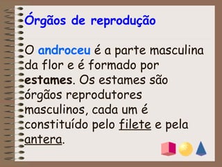 Órgãos de reprodução 
O androceu é a parte masculina 
da flor e é formado por 
estames. Os estames são 
órgãos reprodutores 
masculinos, cada um é 
constituído pelo filete e pela 
antera. 
 