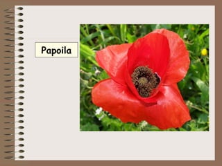 Papoila 
 
