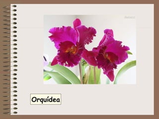 Orquídea 
 