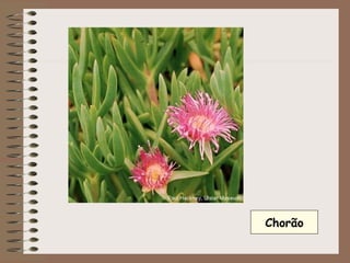 Chorão 
 