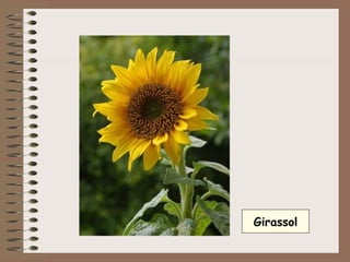 Girassol 
 
