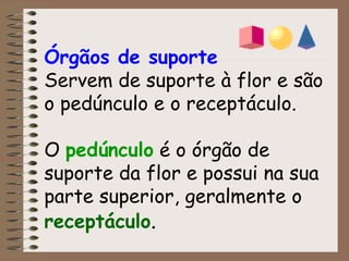 Órgãos de suporte 
Servem de suporte à flor e são 
o pedúnculo e o receptáculo. 
O pedúnculo é o órgão de 
suporte da flor e possui na sua 
parte superior, geralmente o 
receptáculo. 
 
