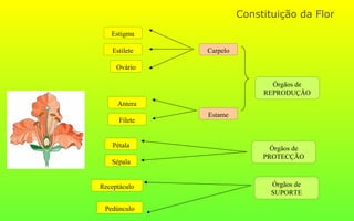 Constituição da Flor
Ovário
Estilete
Estigma
Antera
Filete
Pedúnculo
Receptáculo
Pétala
Sépala
Órgãos de
SUPORTE
Órgãos de
PROTECÇÃO
Órgãos de
REPRODUÇÃO
Carpelo
Estame
 
