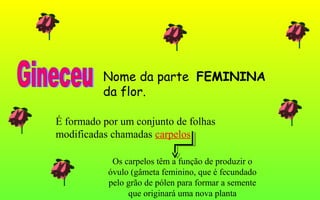 Nome da parte FEMININA
da flor.
É formado por um conjunto de folhas
modificadas chamadas carpelos
Os carpelos têm a função de produzir o
óvulo (gâmeta feminino, que é fecundado
pelo grão de pólen para formar a semente
que originará uma nova planta
 