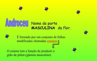 Nome da parte
MASCULINA da flor.
É formado por um conjunto de folhas
modificadas chamadas estames
O estame tem a função de produzir o
grão de pólen (gâmeta masculino)
 