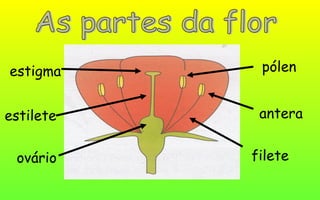 estigma
estilete
ovário
antera
filete
pólen
 