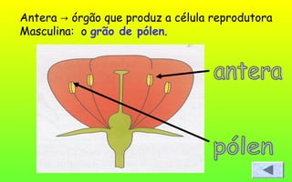 Antera órgão que produz a célula reprodutora→
Masculina: o grão de pólen.
 