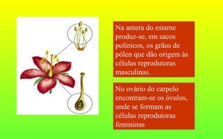 Na antera do estame
produz-se, em sacos
polínicos, os grãos de
pólen que dão origem às
células reprodutoras
masculinas.
Na antera do estame
produz-se, em sacos
polínicos, os grãos de
pólen que dão origem às
células reprodutoras
masculinas.
No ovário do carpelo
encontram-se os óvulos,
onde se formam as
células reprodutoras
femininas
No ovário do carpelo
encontram-se os óvulos,
onde se formam as
células reprodutoras
femininas
 