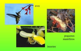 insectos
pequenos
mamíferos
aves
 