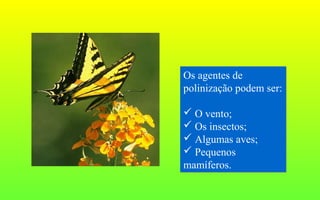 Os agentes de
polinização podem ser:
 O vento;
 Os insectos;
 Algumas aves;
 Pequenos
mamíferos.
Os agentes de
polinização podem ser:
 O vento;
 Os insectos;
 Algumas aves;
 Pequenos
mamíferos.
 