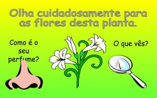 Como é o
seu
perfume?
O que vês?
 