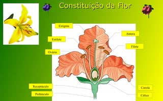 Constituição da FlorConstituição da Flor
Ovário
Estilete
Estigma
Antera
Filete
Pedúnculo
Receptáculo Corola
Cálice
 