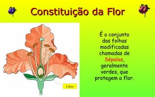 Constituição da FlorConstituição da Flor
Cálice
É o conjunto
das folhas
modificadas
chamadas de
Sépalas,
geralmente
verdes, que
protegem a flor.
 
