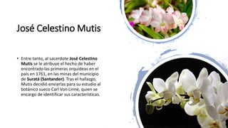 José Celestino Mutis
• Entre tanto, al sacerdote José Celestino
Mutis se le atribuye el hecho de haber
encontrado las primeras orquídeas en el
país en 1761, en las minas del municipio
de Suratá (Santander). Tras el hallazgo,
Mutis decidió enviarlas para su estudio al
botánico sueco Carl Von Linné, quien se
encargo de identificar sus características.
 