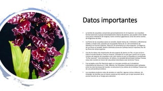 Datos importantes
• La familia de orquídeas comprende aproximadamente 25 mil especies. Las orquídeas
forman parte de un grupo extremadamente diverso de plantas, que pueden tener desde
unos pocos milímetros de longitud, hasta constituir gigantescas zonas de varios cientos
de kilogramos de ellas.
• Las flores de las orquídeas varían en tamaño: desde menos de 1 milímetro y difícilmente
visibles a simple vista, pasando por las grandes flores de 15 a 20 centímetros de
diámetro en muchas especies, hasta los 76 centímetros en otras especies. La fragancia
de sus flores es variable, desde el delicado aroma de Cattleya hasta el repulsivo olor de
las flores de ciertas especies.
• Uno de los datos más importantes de esta especie de planta con flor, es que se da en
todo el mundo donde su clima es tropical. Colombia es un país que cuenta con un gran
número de especies de orquídeas y por este motivo es que La Orquídea es considerada
“la flor nacional”. Concretamente, se refiere a la variedad denominada Cattleya Trianae.
Lleva este nombre en honor del naturalista Colombiano José Jerónimo Triana.
• Fue escogida como flor Nacional según un concepto emitido por la Academia
Colombiana de Historia en 1.936. Además, las Orquídeas Colombianas están señaladas
entre las más hermosas del mundo. La estructura y los colores de la Cattleya Trianae son
de una extraordinaria belleza.
• Las orquídeas producen miles de semillas en cada flor, algunas incluso millones. Sin
embargo, las semillas casi no tienen sustancias de reserva, por lo que necesitan de la
pronta reunión de un hongo para sobrevivir.
 