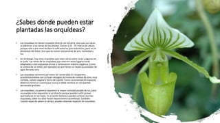 ¿Sabes donde pueden estar
plantadas las orquídeas?
• Las orquídeas no tienen conexión directa con la tierra, sino que sus raíces
se adhieren a las ramas de los árboles. Crecen a 25 - 35 metros de altura,
porque sólo a ese nivel reciben la suficiente luz para sobrevivir; pero no se
alimentan del árbol, sino que se nutren únicamente de aire, humedad y
luz.
• Sin embargo, hay otras orquídeas que viven otras sobre rocas y algunas en
el suelo. Las raíces de las orquídeas que viven en estos lugares están
adaptadas a vivir expuestas al aire o inmersas en materia orgánica, (como
la corteza de un árbol, por ejemplo) ya que tienen un tejido acumulador de
agua llamado velo.
• Las orquídeas terrestres permiten ser sembradas en recipientes,
acondicionándolos con un buen desagüe de trozos de corteza de pino, roca
cortada, carbón vegetal y tierra de capote. Como recomendación especial,
debemos tener en cuenta que nunca se debe sembrar en recipientes
demasiado grandes.
• Las orquídeas, en general requieren la mayor cantidad posible de luz, pero
no pueden estar expuestas al sol directo porque pueden sufrir graves
quemaduras en las hojas. En el Jardín botánico puedes conocer muchas
orquídeas, todos los años hacen exposiciones maravillosas. También,
cuando vayas de paseo al campo, puedes observar espacies de orquídeas.
 