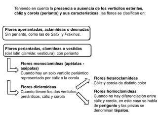Vertificilo FLOR. morforlogia parte internas externa | PDF