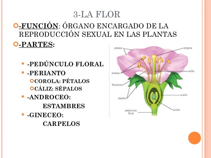 Partes De Una Flor Y Sus Funciones Partes De Una Flor Y Sus Funciones
