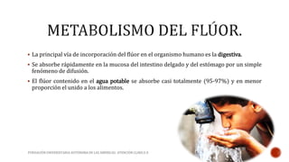  La principal vía de incorporación del flúor en el organismo humano es la digestiva. 
 Se absorbe rápidamente en la mucosa del intestino delgado y del estómago por un simple 
fenómeno de difusión. 
 El flúor contenido en el agua potable se absorbe casi totalmente (95-97%) y en menor 
proporción el unido a los alimentos. 
FUNDACIÓN UNIVERSITARIA AUTÓNOMA DE LAS AMÉRICAS- ATENCIÓN CLINICA II 
 