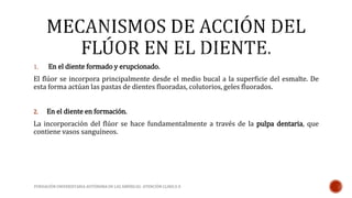 1. En el diente formado y erupcionado. 
El flúor se incorpora principalmente desde el medio bucal a la superficie del esmalte. De 
esta forma actúan las pastas de dientes fluoradas, colutorios, geles fluorados. 
2. En el diente en formación. 
La incorporación del flúor se hace fundamentalmente a través de la pulpa dentaria, que 
contiene vasos sanguíneos. 
FUNDACIÓN UNIVERSITARIA AUTÓNOMA DE LAS AMÉRICAS- ATENCIÓN CLINICA II 
 