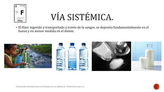  El flúor ingerido y transportado a través de la sangre, se deposita fundamentalmente en el 
hueso y en menor medida en el diente. 
FUNDACIÓN UNIVERSITARIA AUTÓNOMA DE LAS AMÉRICAS- ATENCIÓN CLINICA II 
 