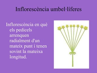 Inflorescència umbel·líferes Inflorescència en què els pedicels arrenquen radialment d'un mateix punt i tenen sovint la mateixa longitud. 