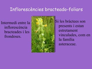 Inflorescències bracteado-foliars Intermedi entre la inflorescència bracteades i les frondoses. Si les bràctees son presents i estan estretament vinculades, com en la família asteraceae. 