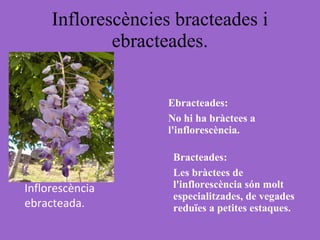 Inflorescències bracteades i ebracteades. Bracteades: Les bràctees de l'inflorescència són molt especialitzades, de vegades reduïes a petites estaques.  Ebracteades: No hi ha bràctees a l'inflorescència. Inflorescència ebracteada. 
