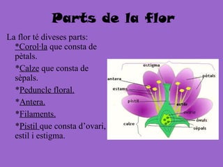 Parts de la flor La flor té diveses parts:  *Corol·la  que consta de pètals. * Calze  que consta de sèpals. * Peduncle floral. * Antera. * Filaments. * Pistil  que consta d’ovari, estil i estigma. 