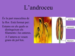 L’androceu És la part masculina de la flor. Està format per: Estams en els quals es distingeixen els filaments i les anteres. A l’antera es veuen grans de pol·len. antera connexió filament 
