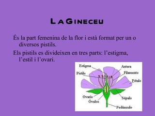 La  Gineceu És la part femenina de la flor i està format per un o diversos pistils.  Els pistils es divideixen en tres parts: l’estigma, l’estil i l’ovari. 