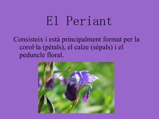 El Periant Consisteix i està principalment format per la corol·la (pètals), el calze (sèpals) i el peduncle floral. 