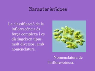 Característiques La classificació de la inflorescència és força complexa i es distingeixen tipus molt diversos, amb nomenclatura. Nomenclatura de  l'inflorescència. 