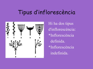 Tipus d’inflorescència Hi ha dos tipus d'inflorescència: *Inflorescència definida. *Inflorescència indefinida. 