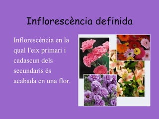 Inflorescència definida Inflorescència en la qual l'eix primari i cadascun dels secundaris és acabada en una flor. 