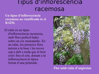 Tipus d'inflorescència racemosa Un tipus d’inflorescència racemosa no ramificada és el RAÏM. El raïm és un tipus d'inflorescència racemosa, amb flors pedicel·lades sobre un eix monopòdic. En un raïm, les primeres flors neixen a la base i les noves cap a dalt a mida que el brot creix fins el cim, donant a la inflorescència la típica forma d’una piràmide. Flor amb raïm d’anglesina 