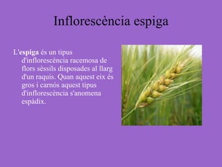 Inflorescència espiga L' espiga  és un tipus d'inflorescència racemosa de flors sèssils disposades al llarg d'un raquis. Quan aquest eix és gros i carnós aquest tipus d'inflorescència s'anomena espàdix. 